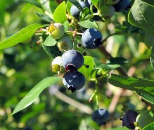 blueberries, antioxidants, health, diet, fruit blueberries, antioxidants, health, diet, fruit