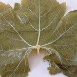 Choose your Rice Stuffed Grape Leaves