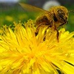 Tales from the Hive