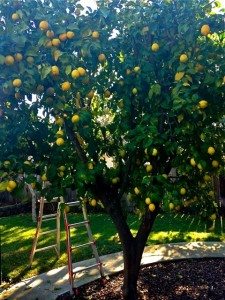 This just one side of our lemon tree!