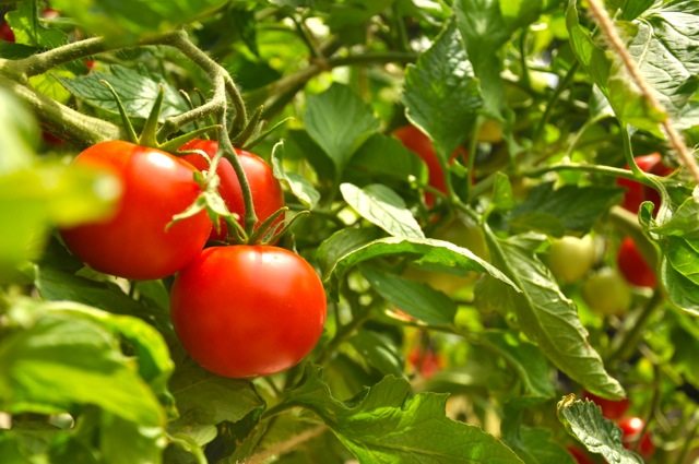 Tomatoe tips